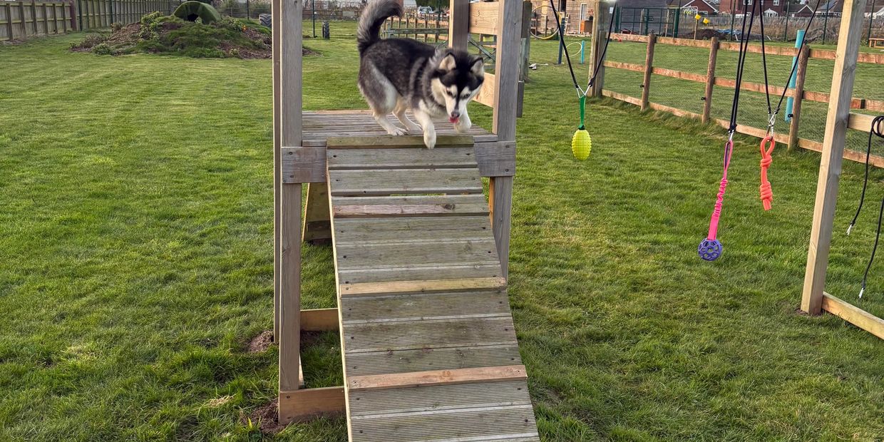 Husky dog climbing down a wooden ramp in a grassy fenced yard.