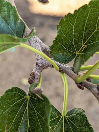 Close-up of green leaves and stems on a tree branch.
