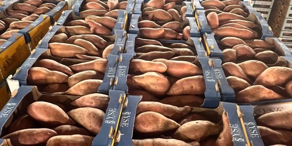 Boxes filled with fresh sweet potatoes arranged neatly.