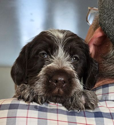 A fluffy puppy resting its head on a person's shoulder.