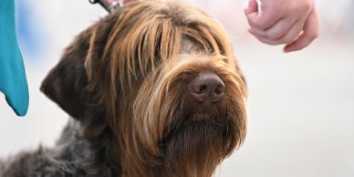 Close-up of a brown dog with a shaggy coat and a hand above its head.