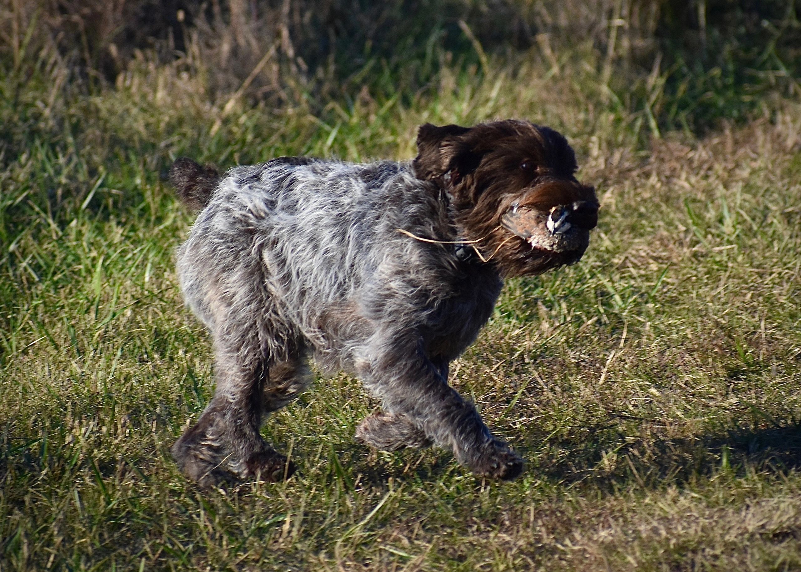 GCH CH Glacier's Bless My Lucky Star JHCGC TKI NA III