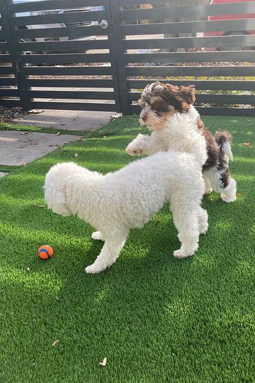 doodle dog and poodle playing during a drop in visit