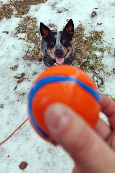 Blue heeler dog hiking, POV behind a ball