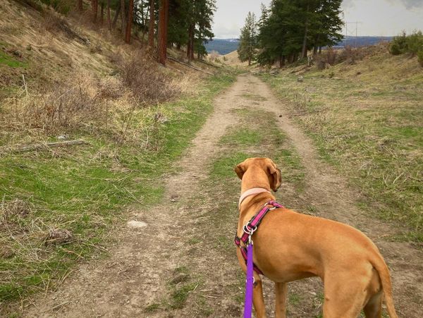 brown mixed-breed dog hiking in the forest, body facing away from camera