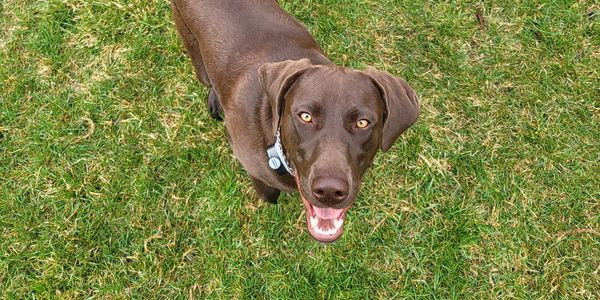Happy chocolate Labrador standing on green grass looking up.