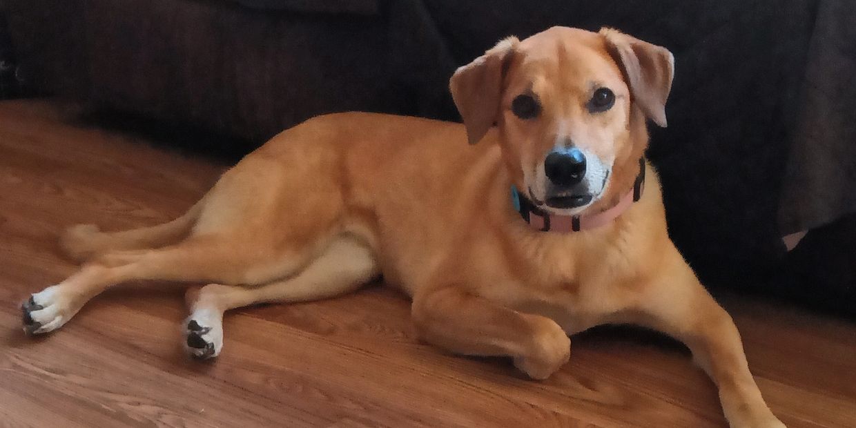 A tan dog lying on a wooden floor looking at the camera.