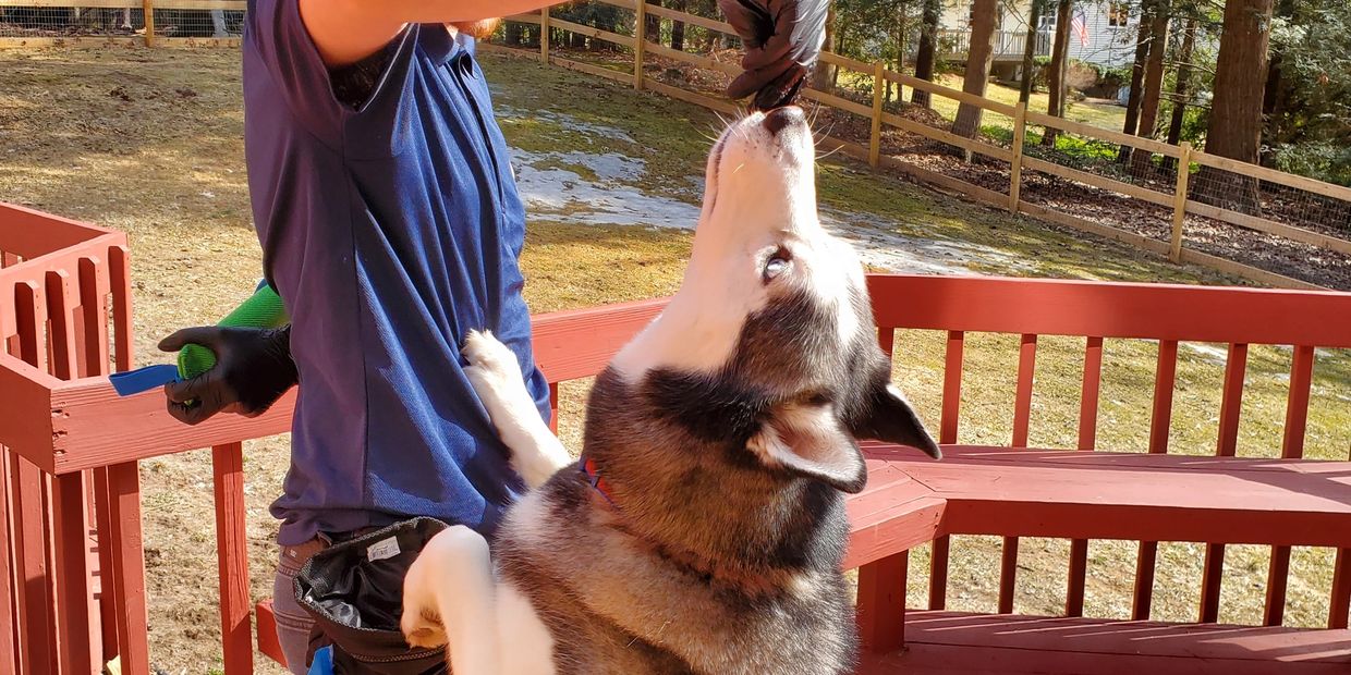 A husky stands on its hind legs reaching for a toy held by a person.