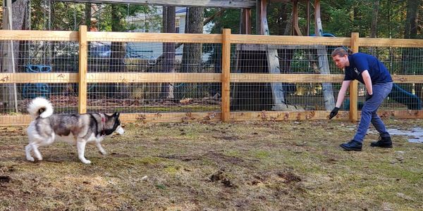 Person playing fetch with a dog in a fenced backyard.