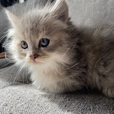 blue tortie siberian female kitten