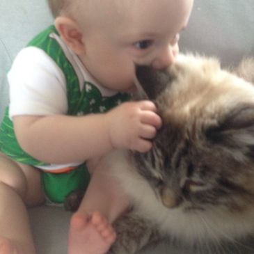 siberian cats are great family cats. siberian adult male getting cuddles from a baby