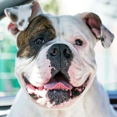 Have you seen my Pup Popz?