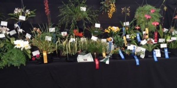 Our Prized Plants from the AOS Spring Show in Denver