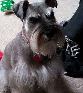 Miniature Schnauzer - Alabama's Best Toy & Miniature Schnauzers