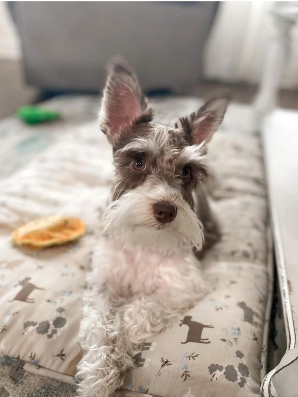 Miniature Schnauzer - Alabama's Best Toy & Miniature Schnauzers