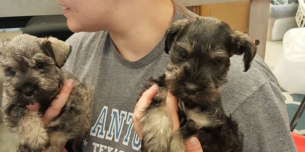 Miniature Schnauzer - Alabama's Best Toy & Miniature Schnauzers