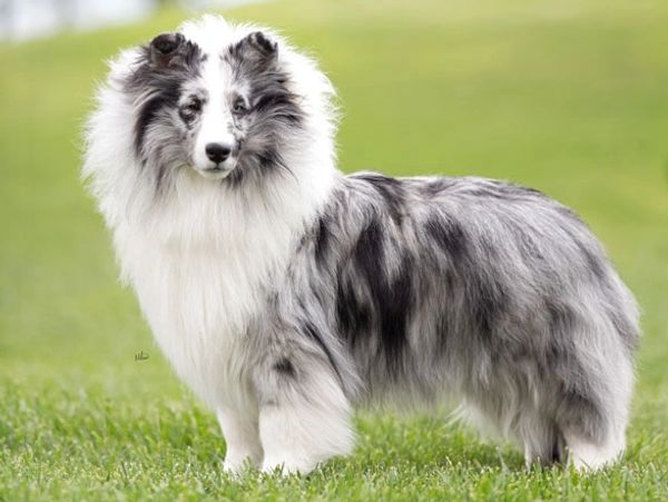 A fluffy blue merle Shetland Sheepdog standing on grass.