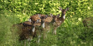 Deer in Muthanga