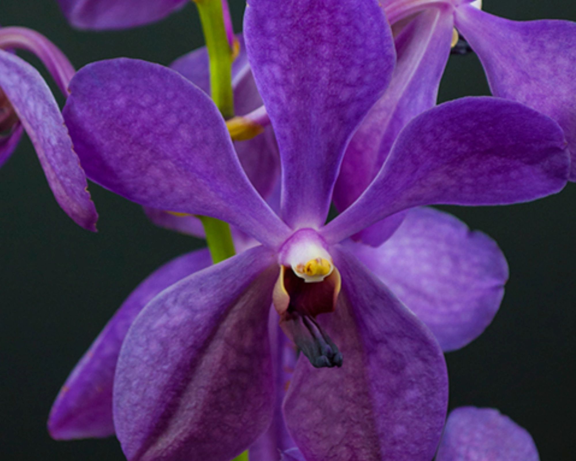 Contact Gulf Orchids Contact gulf orchids