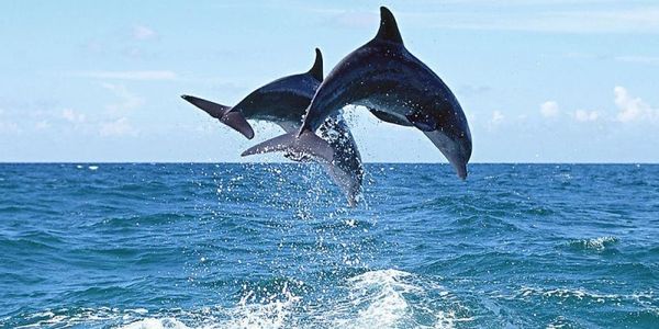 Two dolphins leaping out of the ocean against a clear sky.