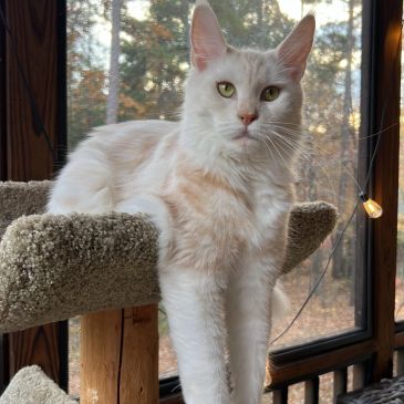 White and cream cat lounging on a carpeted perch.