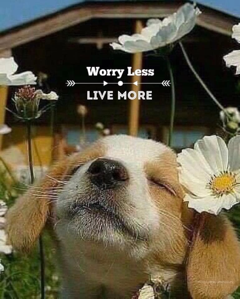 Blue Beagle Properties