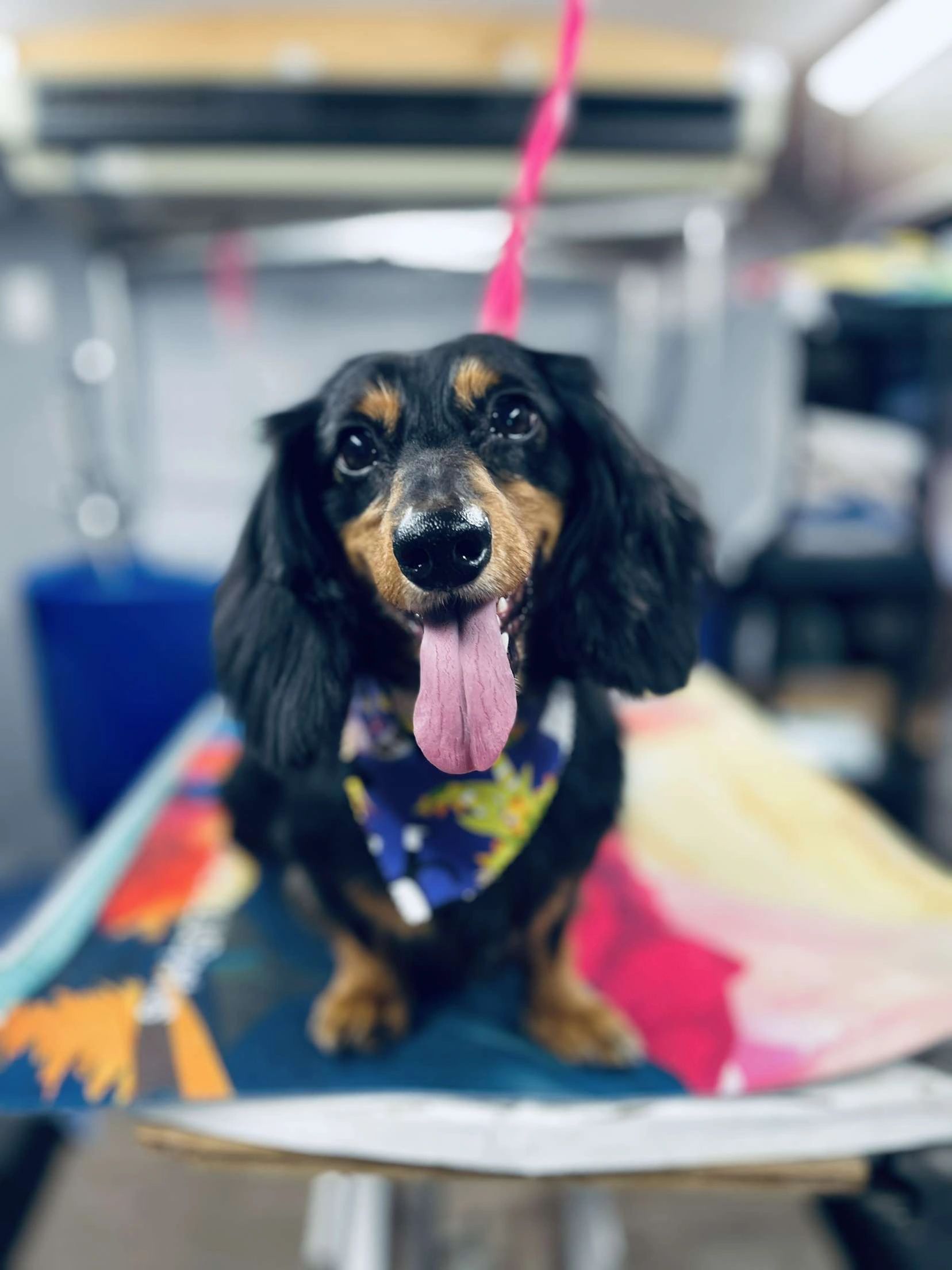 Picture of Best Sprinter Van for Mobile Pet Grooming in Duluth & Atlanta GA