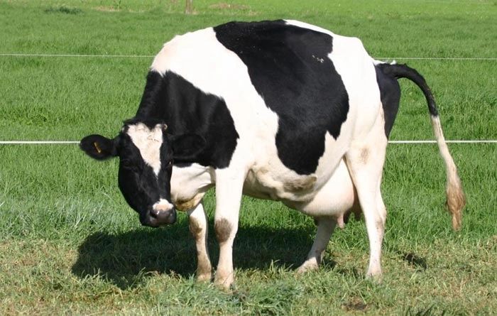 Diary Farming