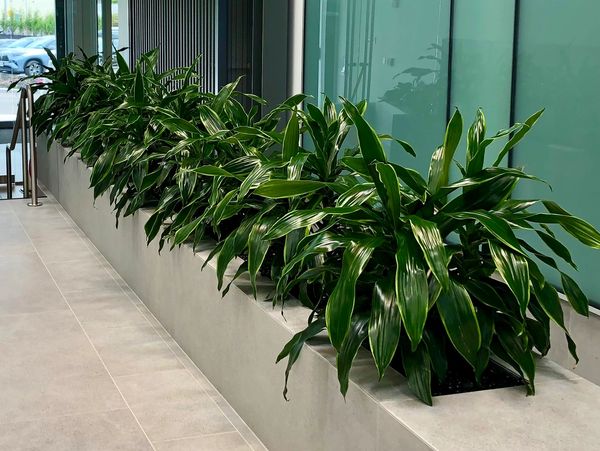 Bushy plants in planter bed