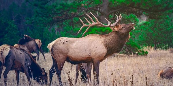 Designed Elk habitat in Colorado rocky mountains