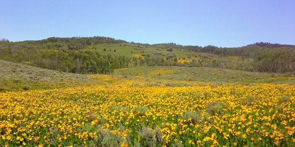 native colorado wildflowers and grass reseeding and planting