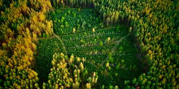 Big Game food Plot, logging, forestry thinning with newly planted trees, shrubs, forbes and grasses