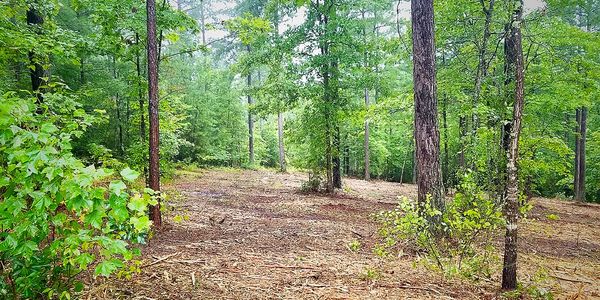 Forestry mulching, land clearing, understory management.