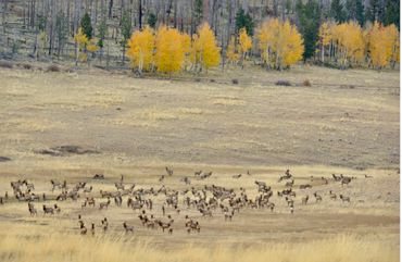 Elk herd recruited to designed and planted big game habitat