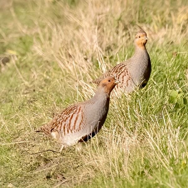Stocked partridge on upland habitat enhanced by Full Curl Habitat