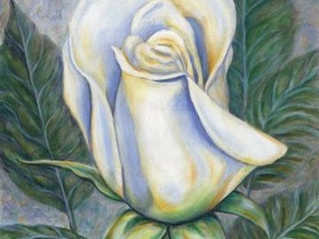 rose, flower, garden, white flower, rose bud,