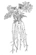 Carrot Flower Farms