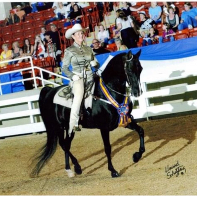 American Saddlebred winning a blue ribbon