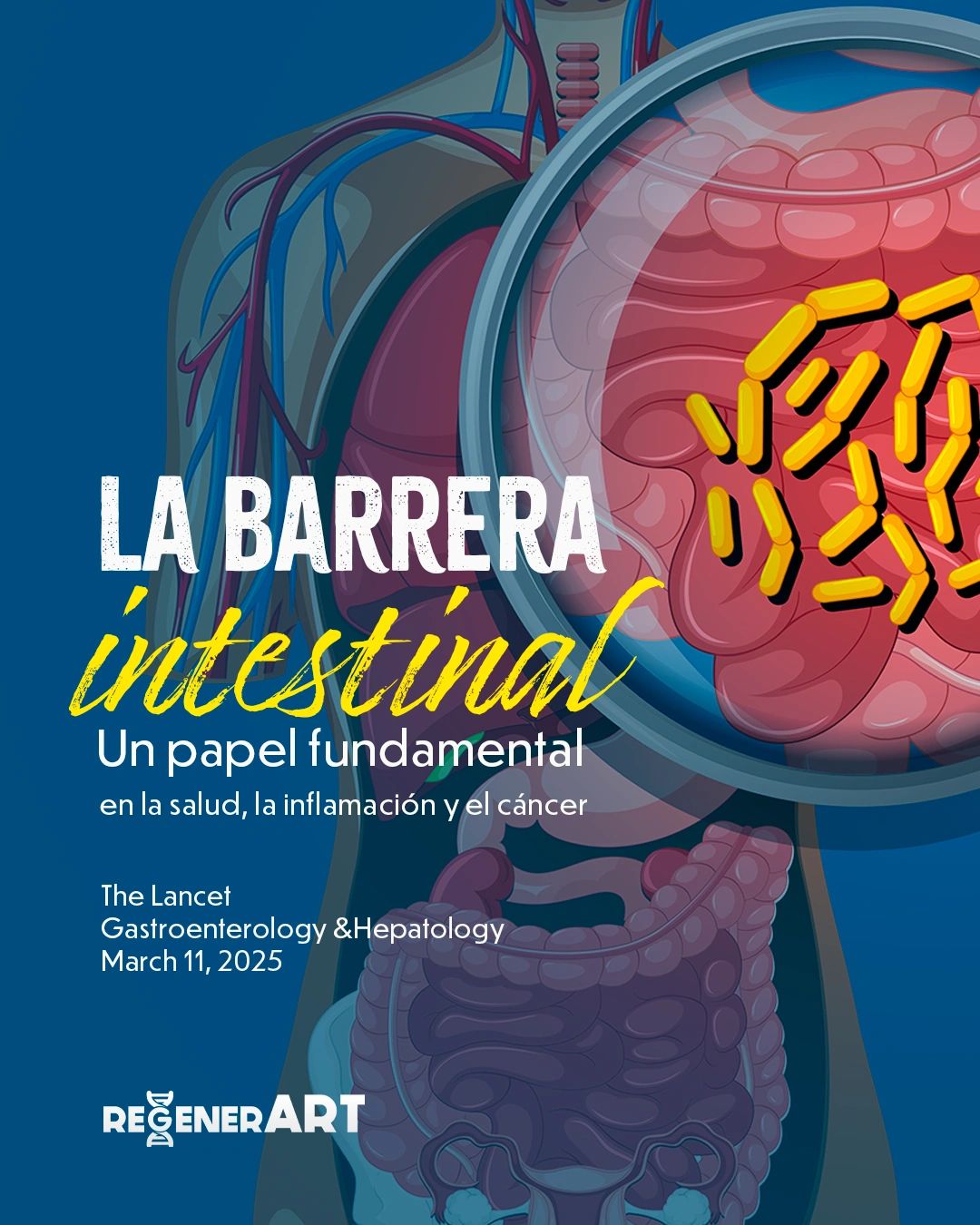 La Barrera Intestinal