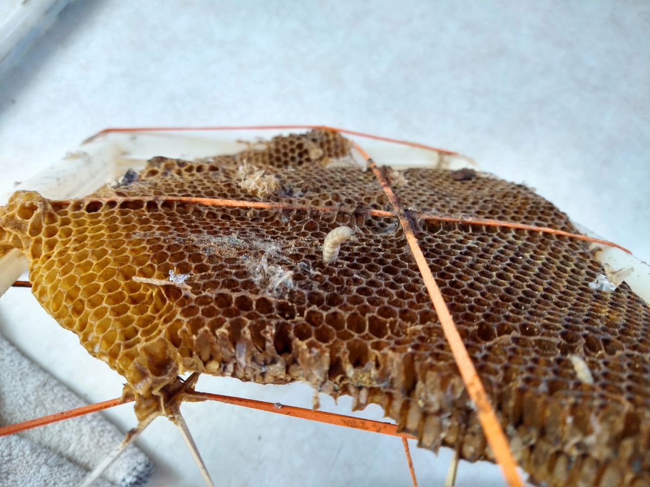 Wax Moths: The Unseen Danger Lurking in Your Beehive!