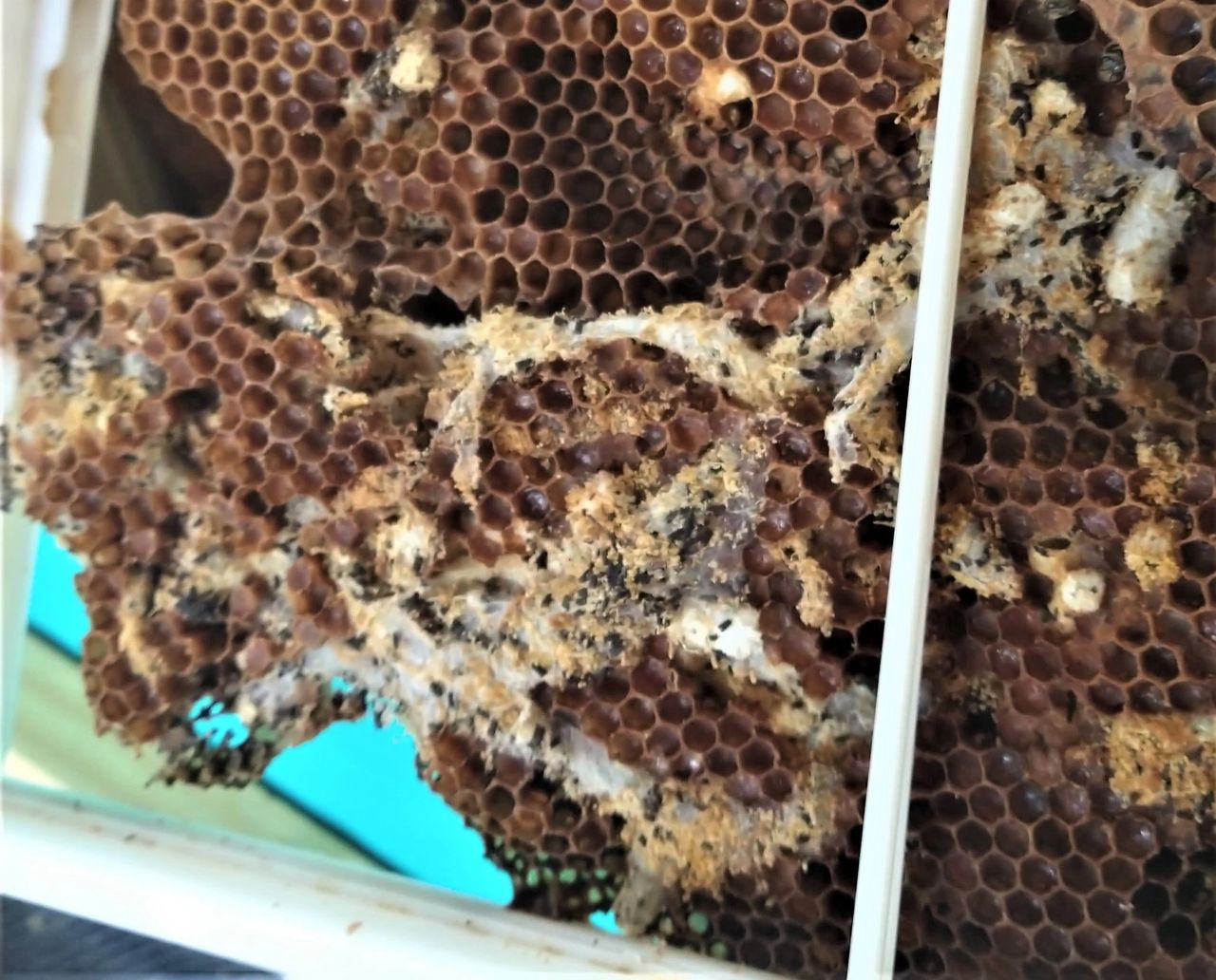 Wax Moth Protection — Home Sweet Bees