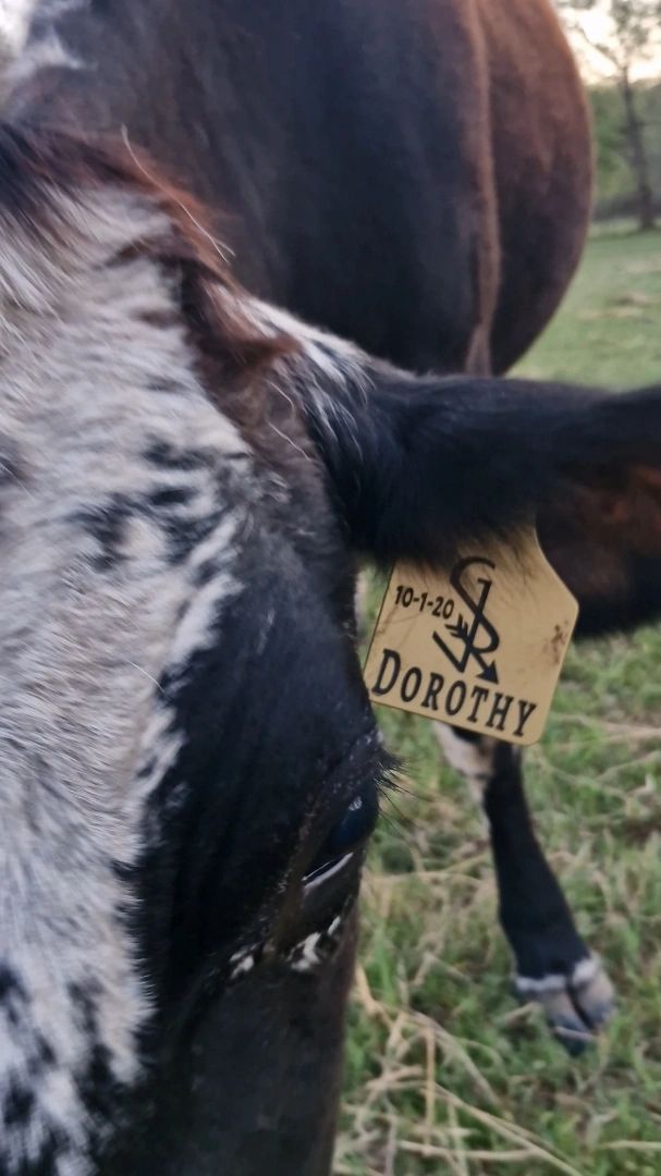 Custom Livestock Tags - Order Yours Today