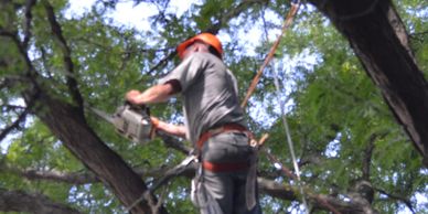 Tree Trimming