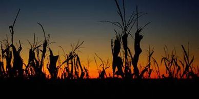 Silhouetted corn stalks against a vibrant sunset sky.