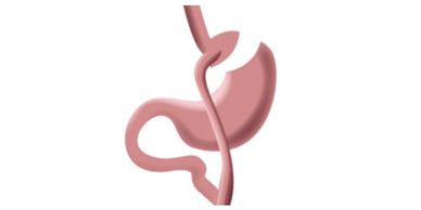 Representación del sistema digestivo.gastrico
