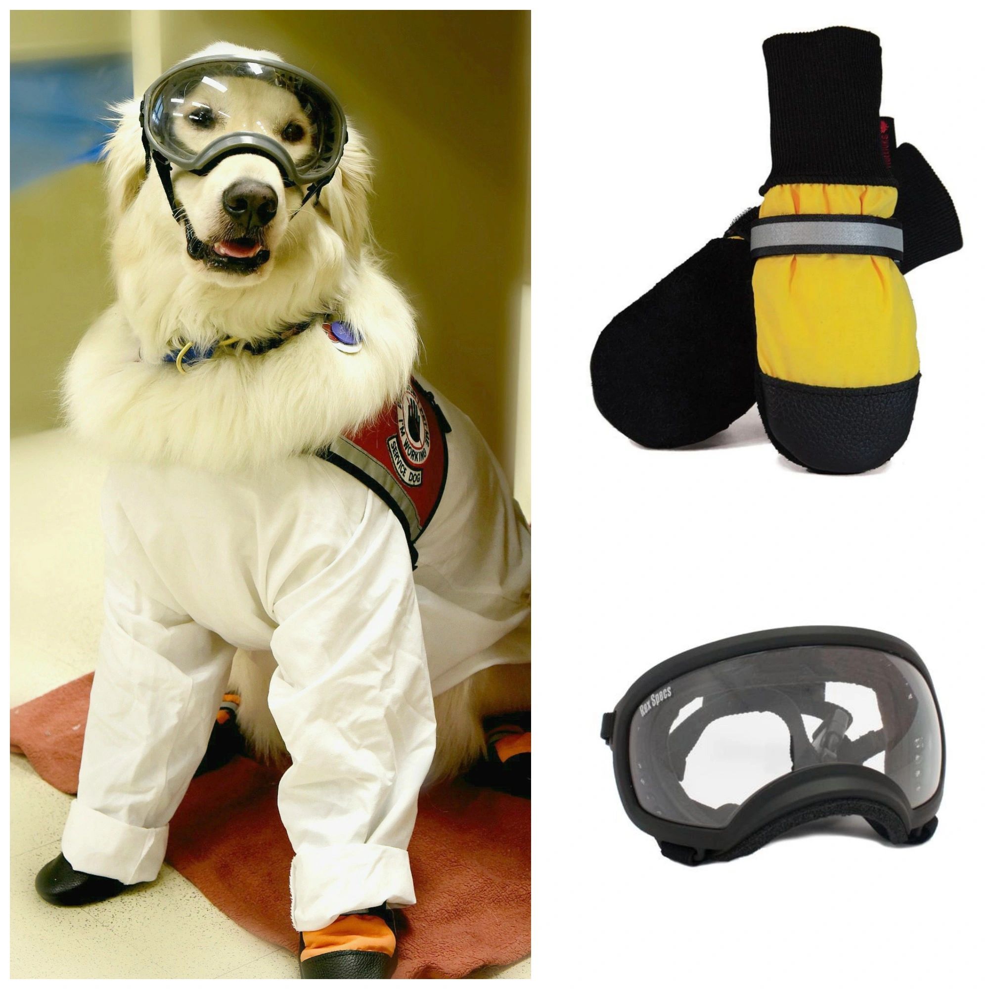 Very Good Service Dog Wears PPE to be Allowed as Scientist's Lab