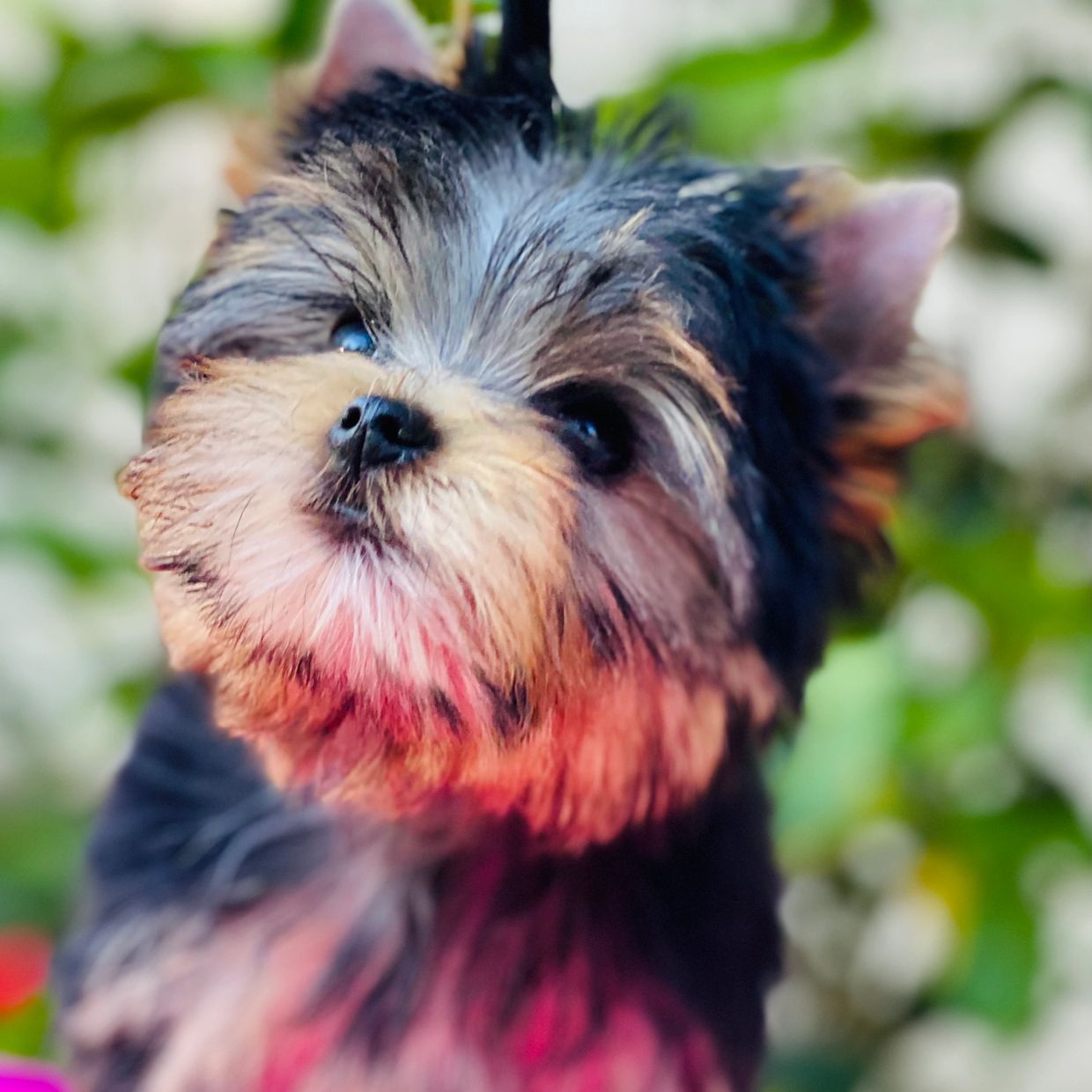 Babydoll Yorkie 