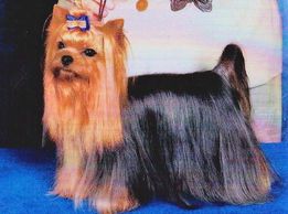 Champion Yorkie 