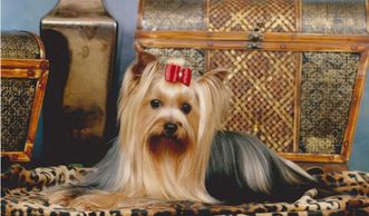 Champion Yorkie Whisper