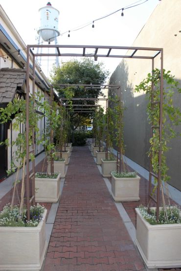 Pathway with potted plants and metal pergolas.
